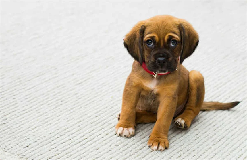 Why Does My Dog Sit on My Feet? 5 Heartwarming Reasons