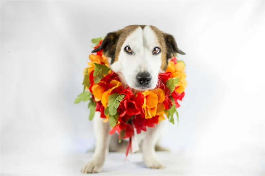 5 Essential Dog Crate Accessories to Create a Cozy Retreat