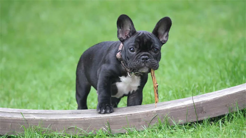 6 Common Puppy Behaviors Explained: What Your Dog's Actions Really Mean