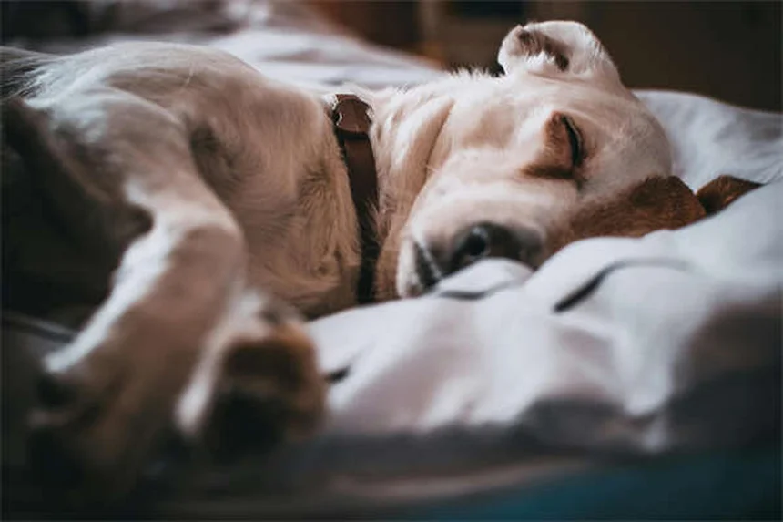 Buspirone for Dogs: 5 Must-Know Facts About This Anxiety Medication