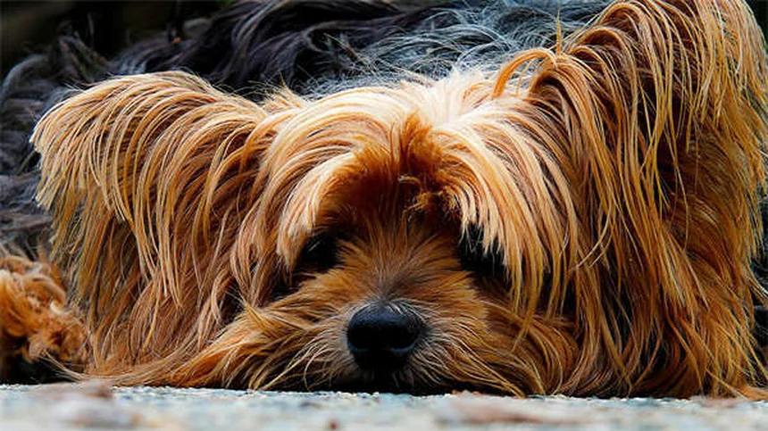 Do Dogs Copy Their Owners' Personalities? 5 Surprising Science-Backed Facts