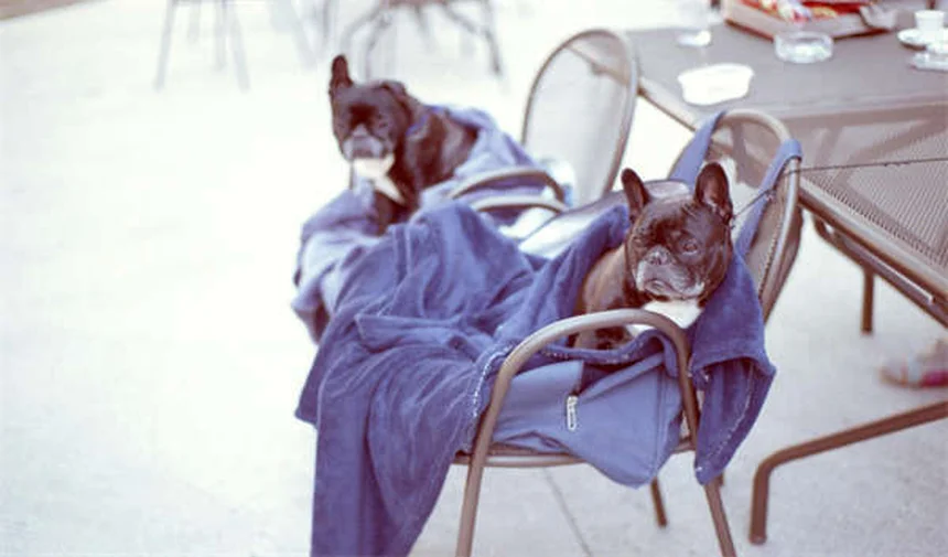 Scratches in Horses: 5 Must-Know Facts About This Painful Leg Infection